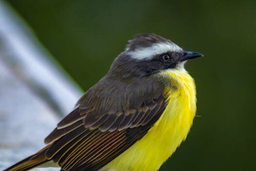 Análisis y opinión del sacaleches Medela Swing Flex: ¿realmente es un superventas? 5 analisis y opinion del sacaleches medela swing flex es tan bueno como para ser un superventas 2