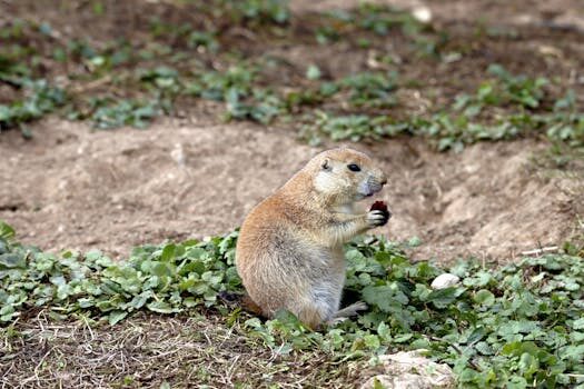 Bebés y perros: cómo establecer una buena relación 8 bebes y perros como establecer una buena relacion 3