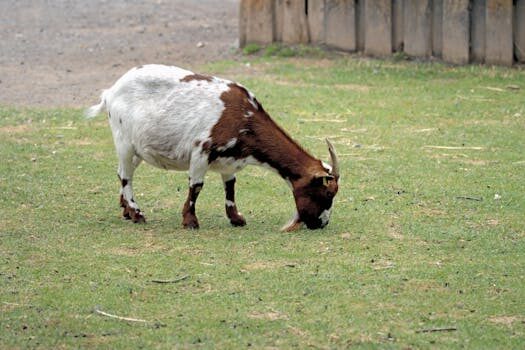 Calculadora de percentiles infantiles 10 calculadora de percentiles infantiles 4