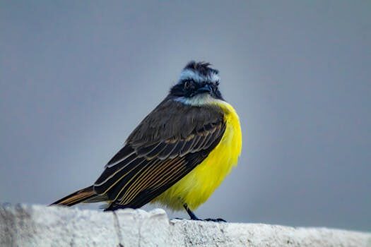 El mejor sacaleches manual – comparativa y guía de compra 5 el mejor sacaleches manual 8211 comparativa y guia de compra 1