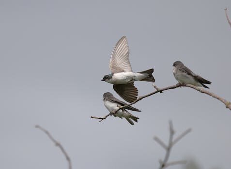 Lactancia mixta: claves para llevarla a cabo de manera fácil y eficaz 7 lactancia mixta claves para llevarla a cabo de manera facil y eficaz 3