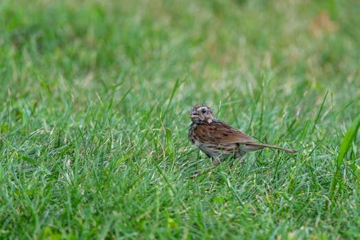sindrome del nido en que consiste 2