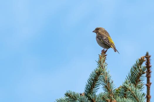sindrome del nido en que consiste 3